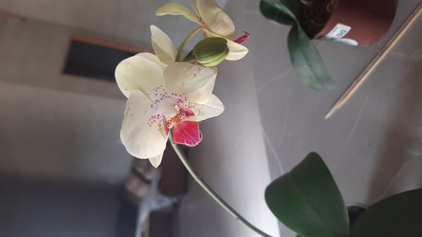 Identificação da planta Orquidea por foto
