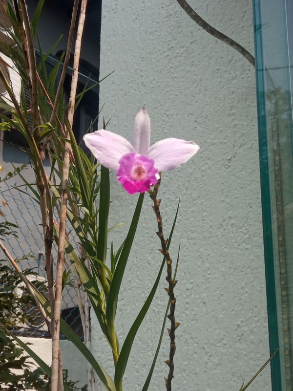 Identificação da planta Orquídea-bambu por foto