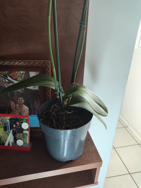 Identificação da planta Orquídea-Phalaenopsis por foto
