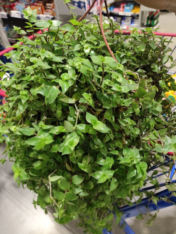 Identificação da planta Tradescantia-nanica por foto