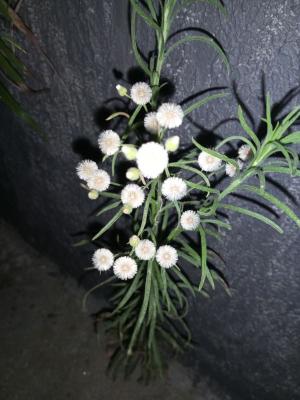 Identificação da planta Buva por foto