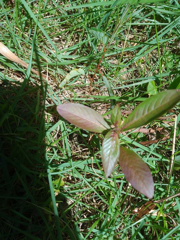 Identificação da planta Erva-de-santa-luzia por foto