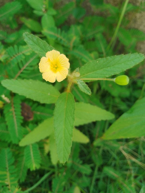 Identificação da planta Flor-do-guarujá por foto