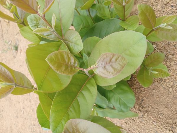 Identificação da planta Quipá por foto