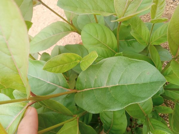 Identificação da planta Quipá por foto