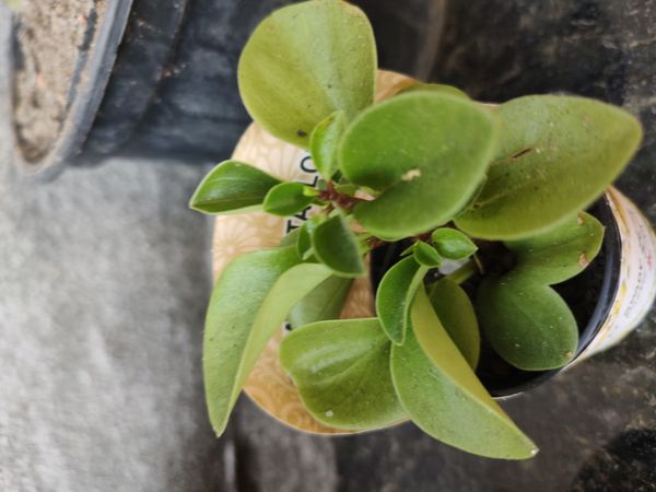 Identificação da planta Peperomia limão por foto