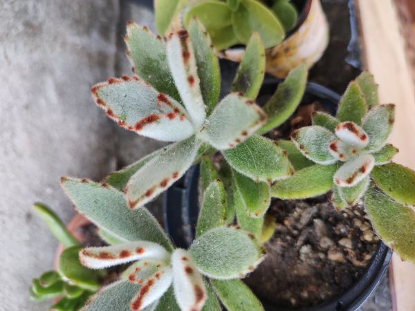 Identificação da planta Planta-panda por foto