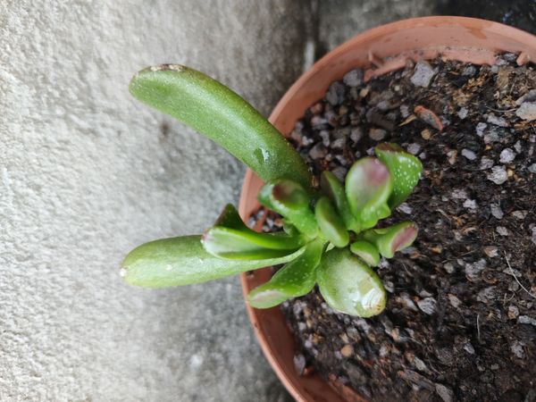 Identificação da planta Planta-jade por foto
