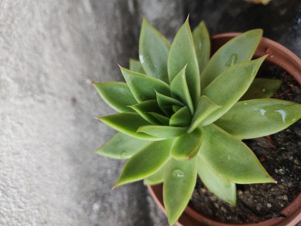 Identificação da planta Echeveria por foto