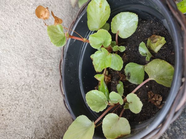 Identificação da planta Begônia por foto
