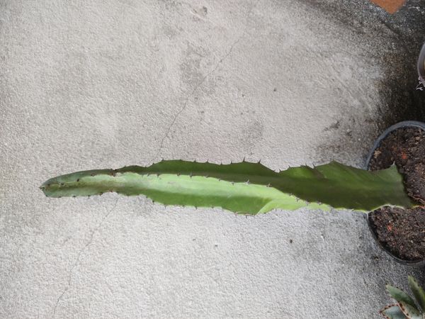 Identificação da planta Candelabro por foto