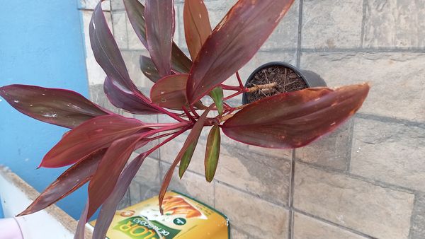 Identificação da planta Dracena chocolate por foto