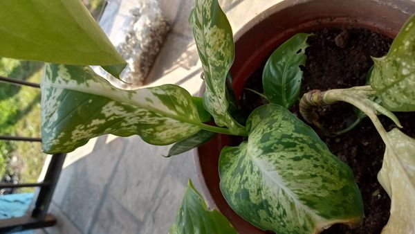 Identificação da planta Comigo-ninguém-pode por foto