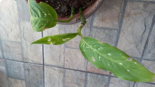 Identificação da planta Comigo ninguém pode por foto