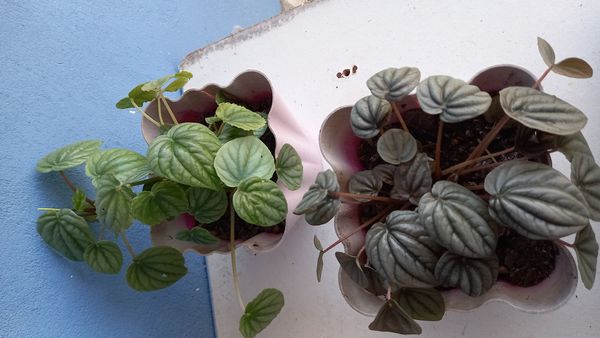 Identificação da planta Peperômia por foto