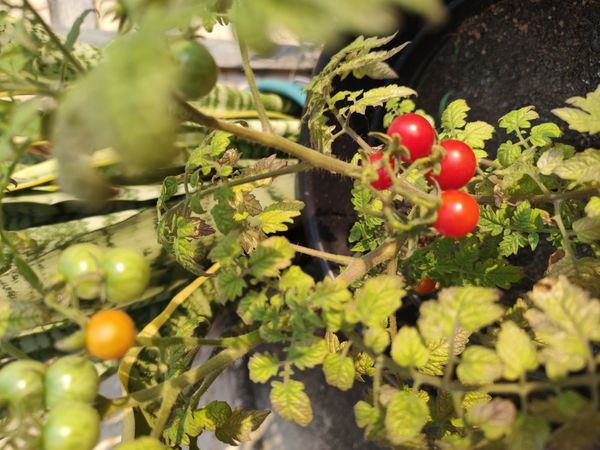 Identificação da planta Tomate por foto