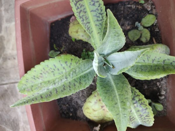 Identificação da planta Orelha de burro por foto
