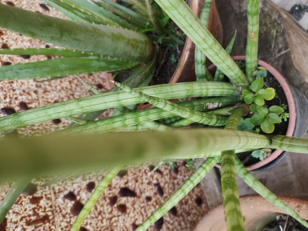 Identificação da planta Lança de São Jorge por foto