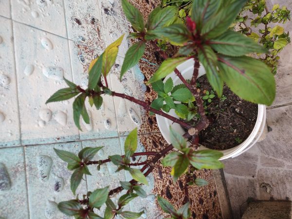 Identificação da planta Beijinho por foto