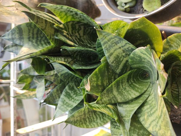 Identificação da planta Espada de São Jorge por foto