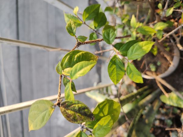 Identificação da planta Margarida-de-Deus por foto