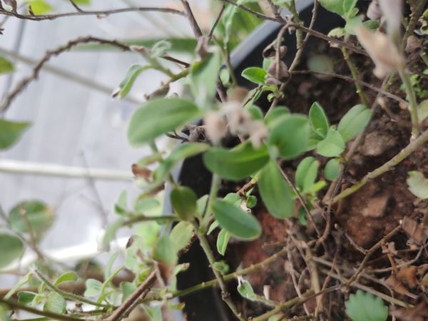 Identificação da planta Sete-sangrias por foto