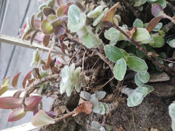 Identificação da planta Veludo branco por foto