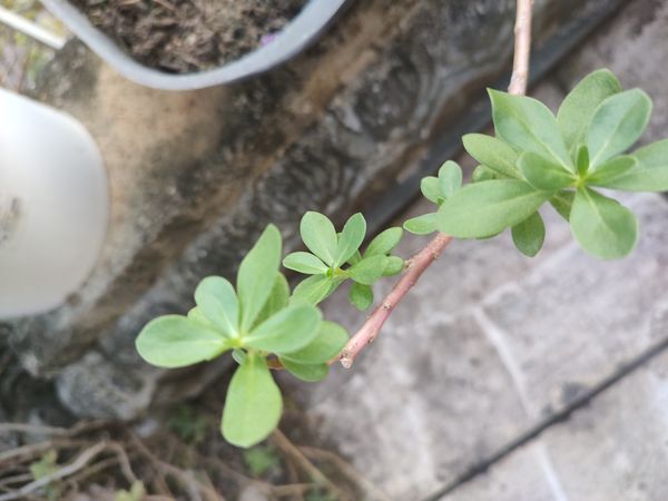 Identificação da planta Onze Horas por foto