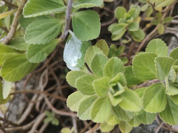 Identificação da planta Coração-roxo por foto