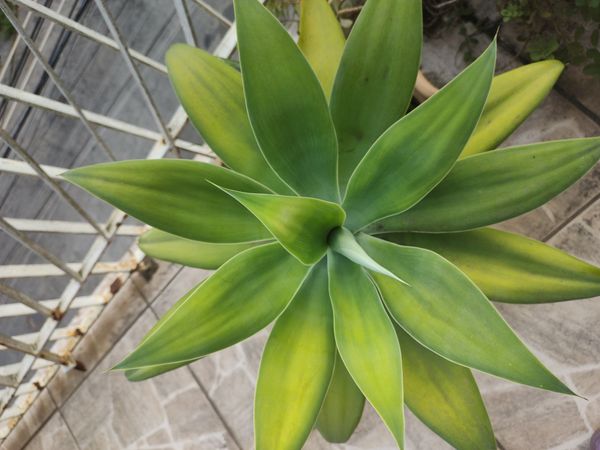 Identificação da planta Agave-dragão por foto