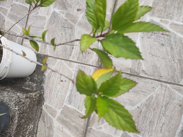 Identificação da planta Hibisco-aranha por foto