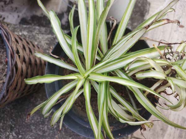 Identificação da planta Clorófito por foto