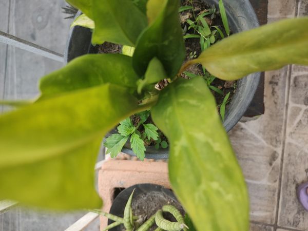 Identificação da planta Café de Salão por foto