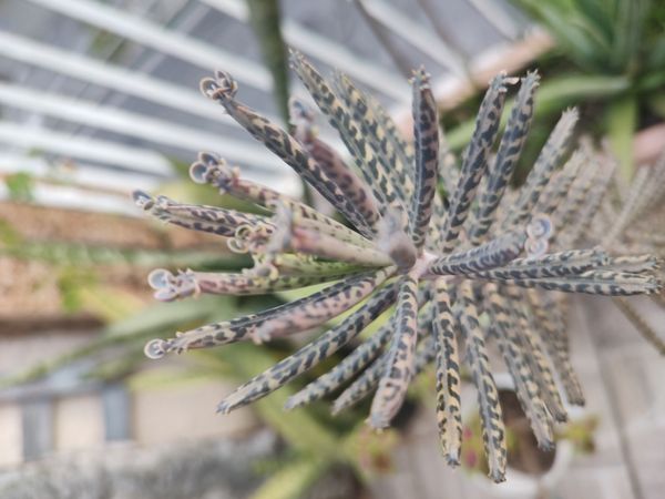 Identificação da planta Saião por foto