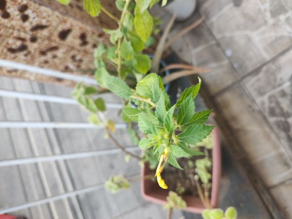 Identificação da planta Chanana por foto