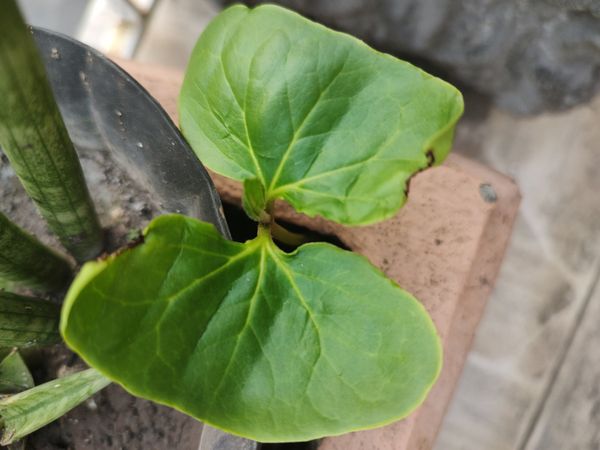 Identificação da planta Gengibre-selvagem por foto