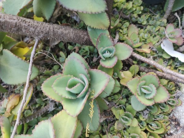 Identificação da planta Mãe de mil por foto