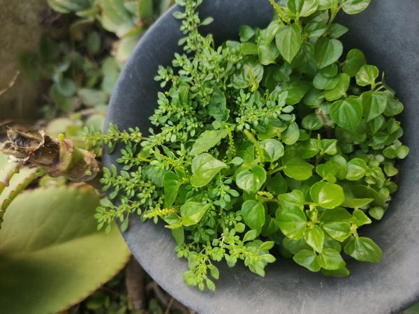 Identificação da planta Cabelo-de-anjo por foto