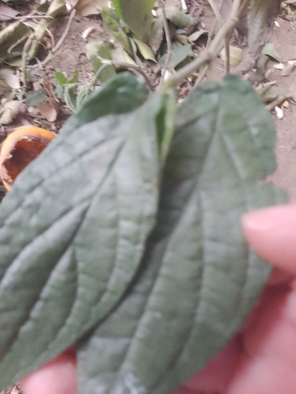 Identificação da planta Jaborandi-manso por foto