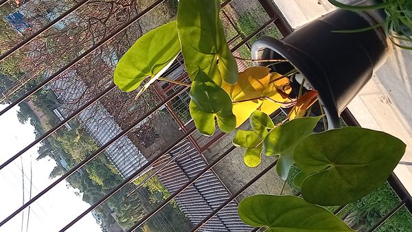 Identificação da planta Micro antúrio por foto