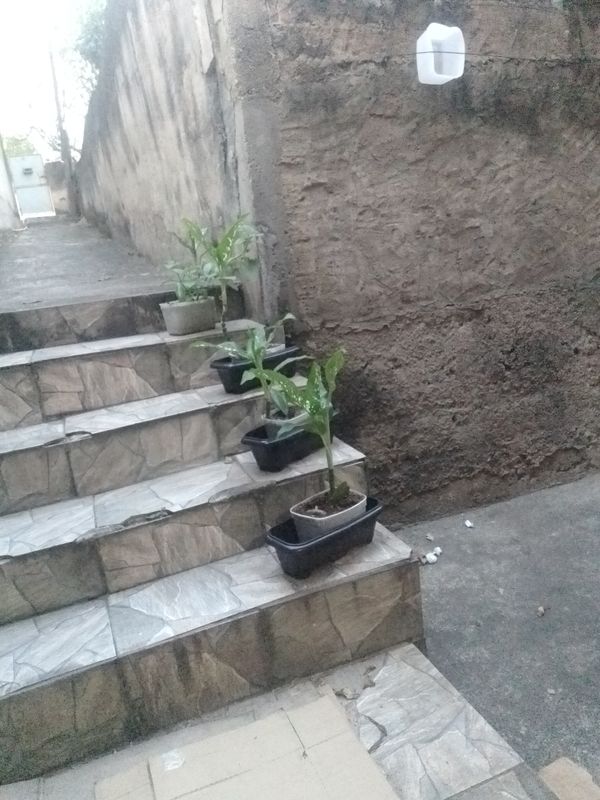 Identificação da planta Comigo-ninguém-pode por foto