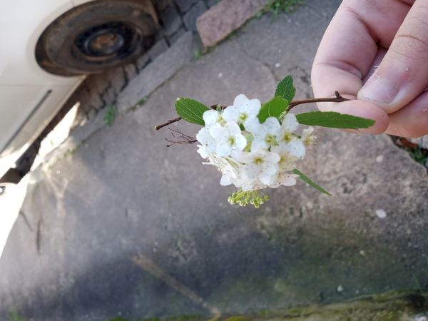 Identificação da planta Bridal Wreath por foto