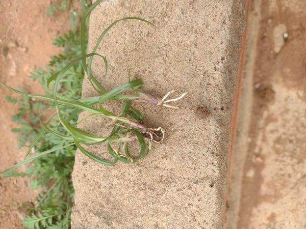 Identificação da planta Tiririca por foto