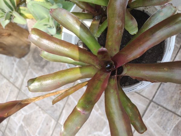 Identificação da planta Gravatá por foto