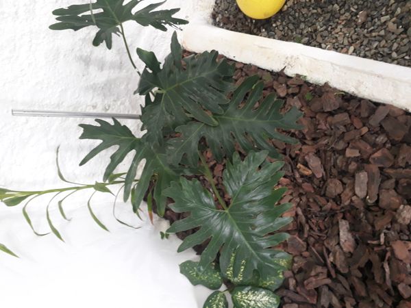 Identificação da planta Guaimbê por foto