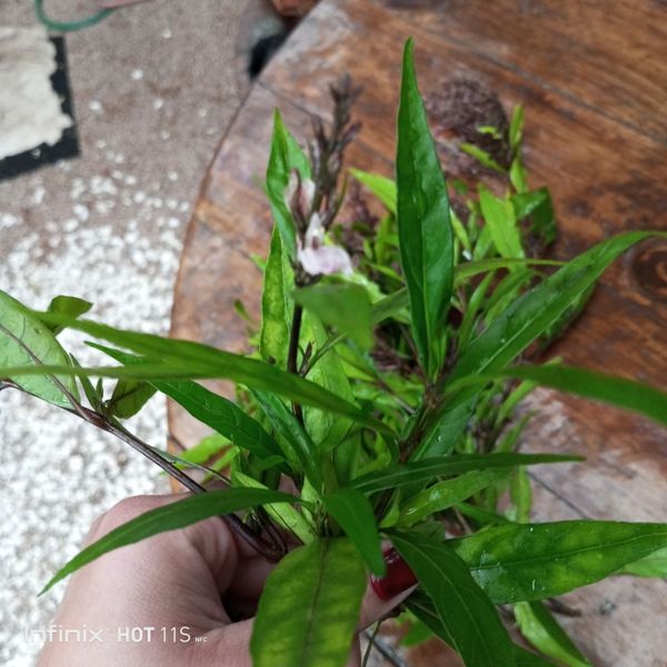 Identificação da planta Abre caminho por foto