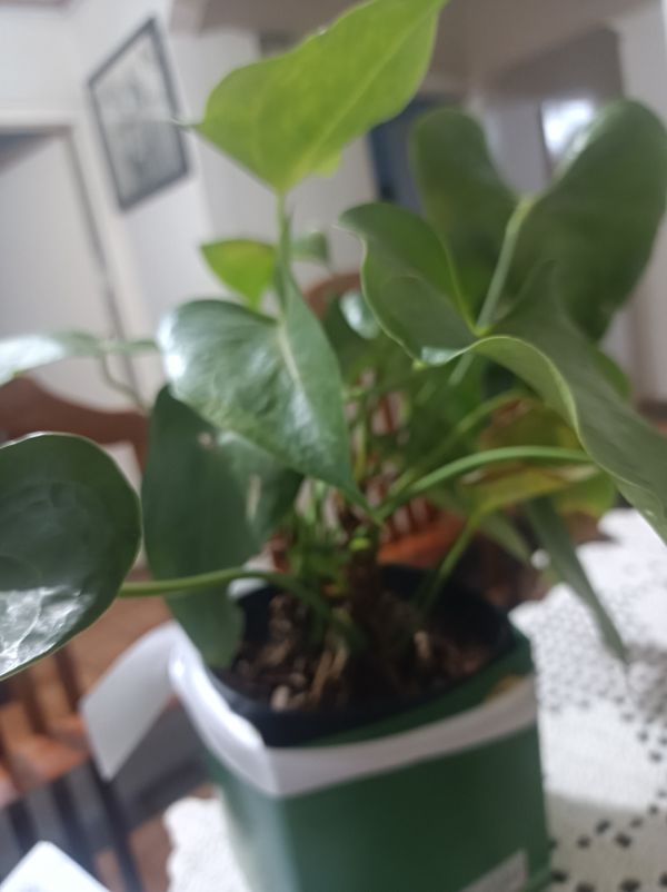 Identificação da planta Micro antúrio por foto