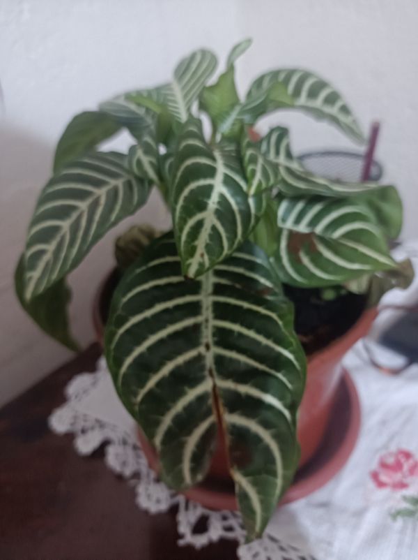 Identificação da planta Planta zebra por foto