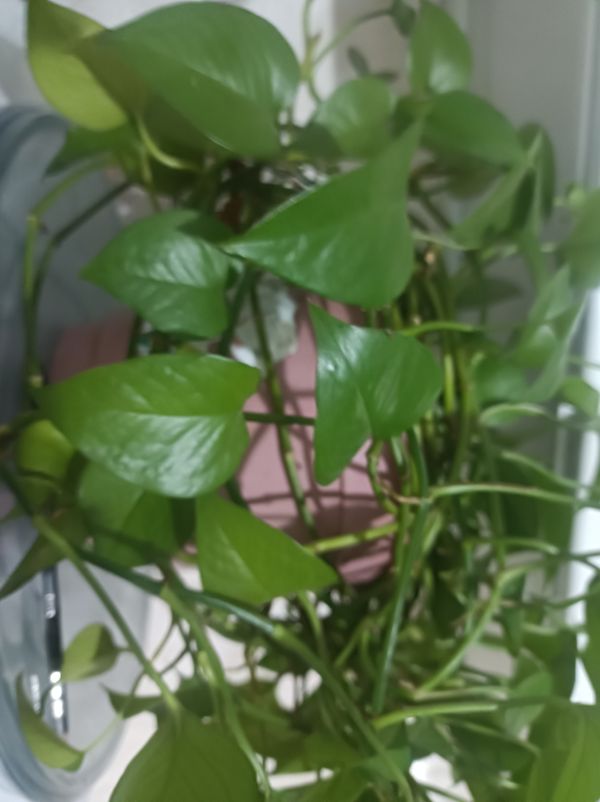 Identificação da planta Jiboia por foto