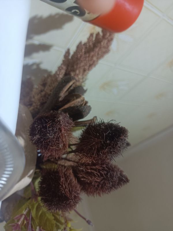 Identificação da planta Urucum por foto